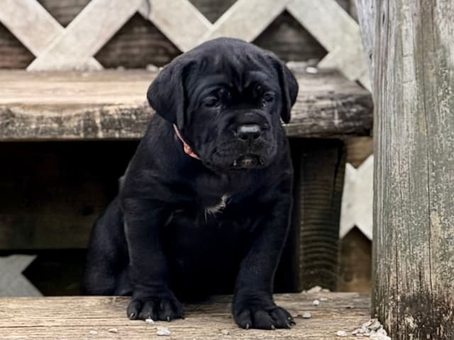 Cane Corso Puppies media 21