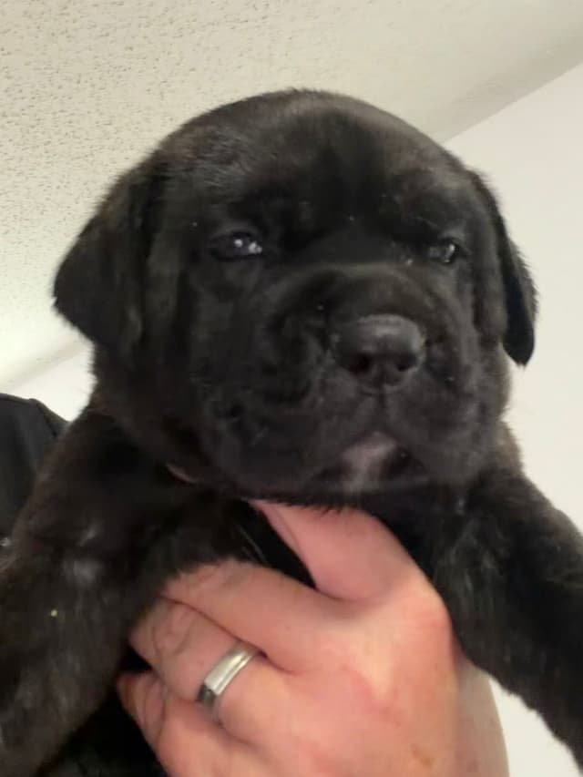 Cane Corso Puppies media 23