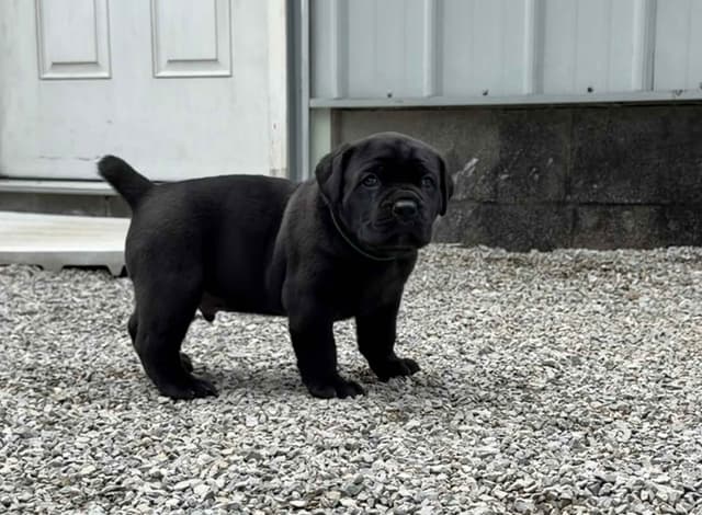 Cane Corso Puppies media 22