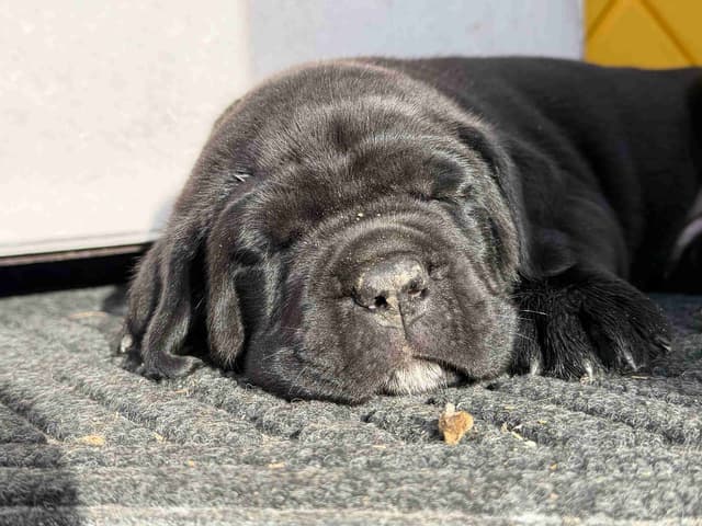 Cane Corso Puppies media 24