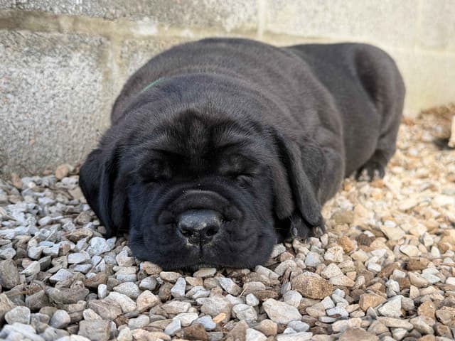 Cane Corso Puppies media 28