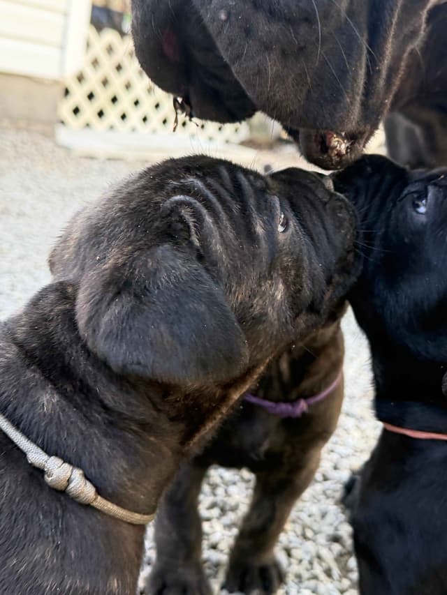 Cane Corso Puppies media 26