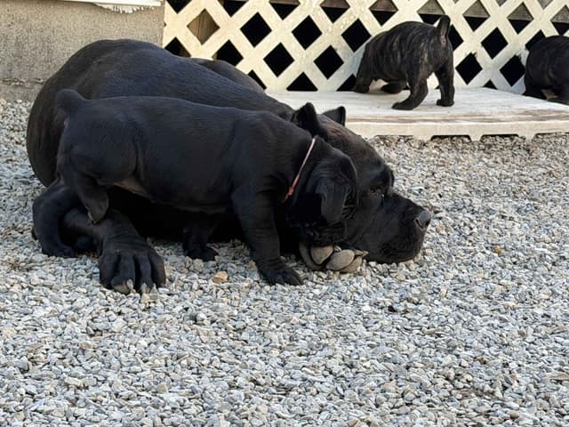 Cane Corso Puppies media 25
