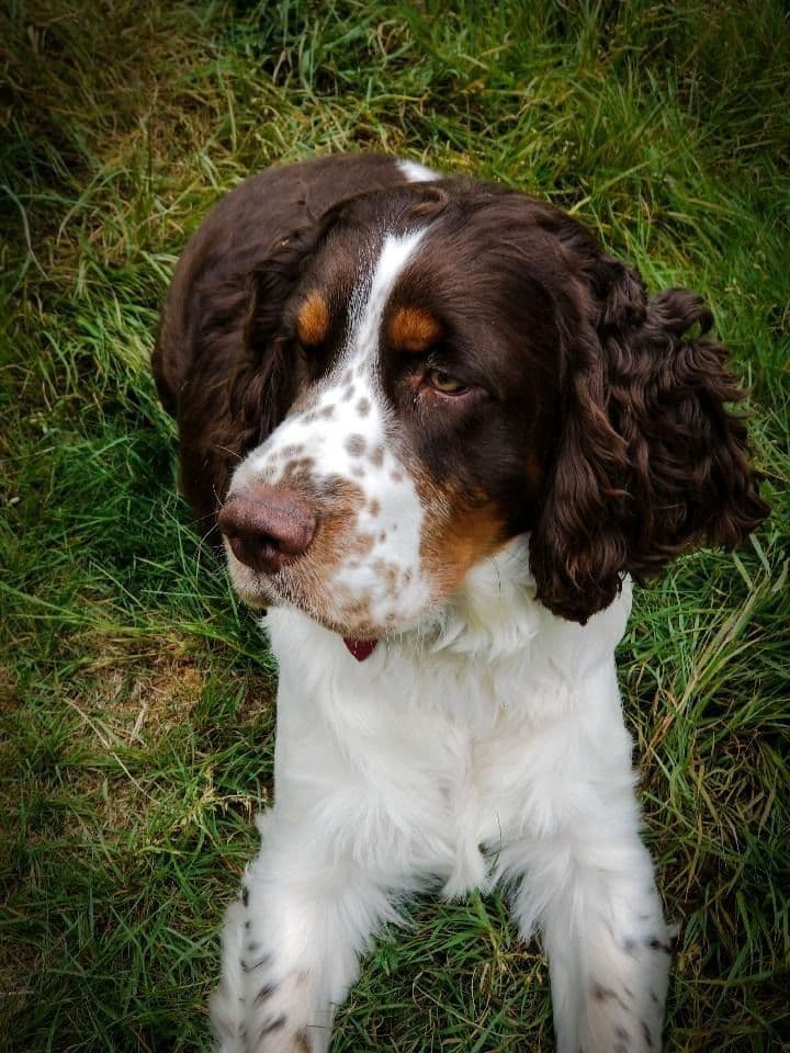 English Springer Spaniel Puppies breeder image 1