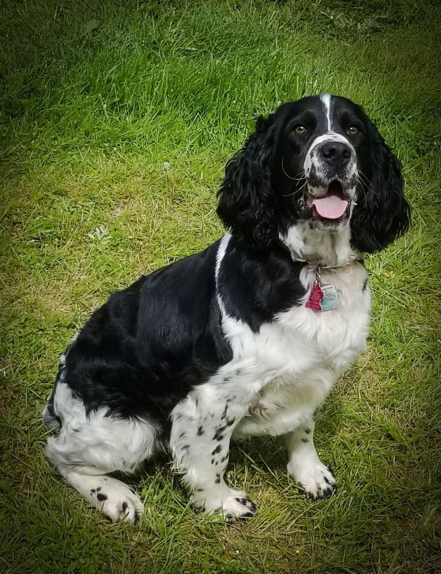 English Springer Spaniel Puppies breeder image 2