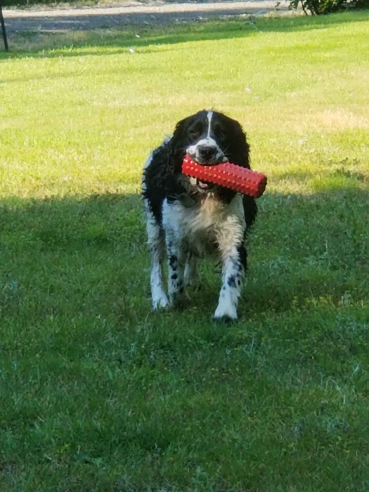 English Springer Spaniel Puppies breeder image 3