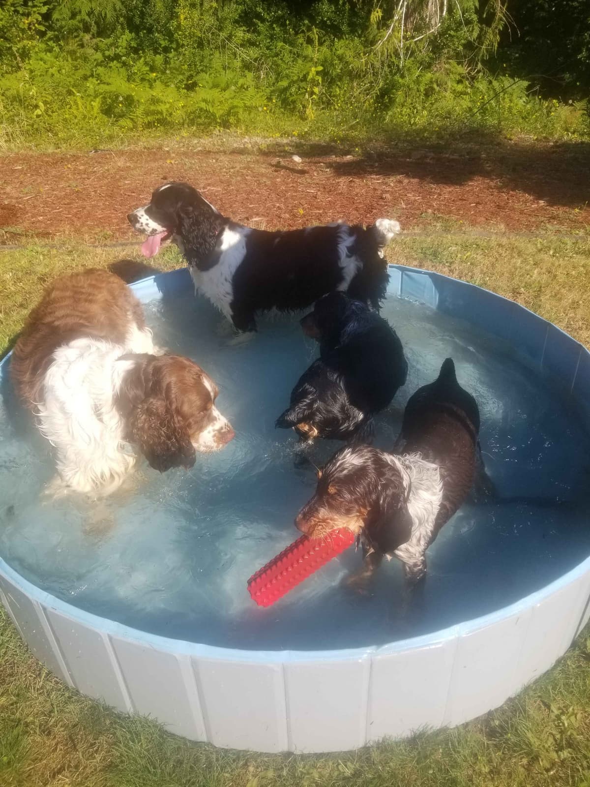 English Springer Spaniel Puppies breeder image 4