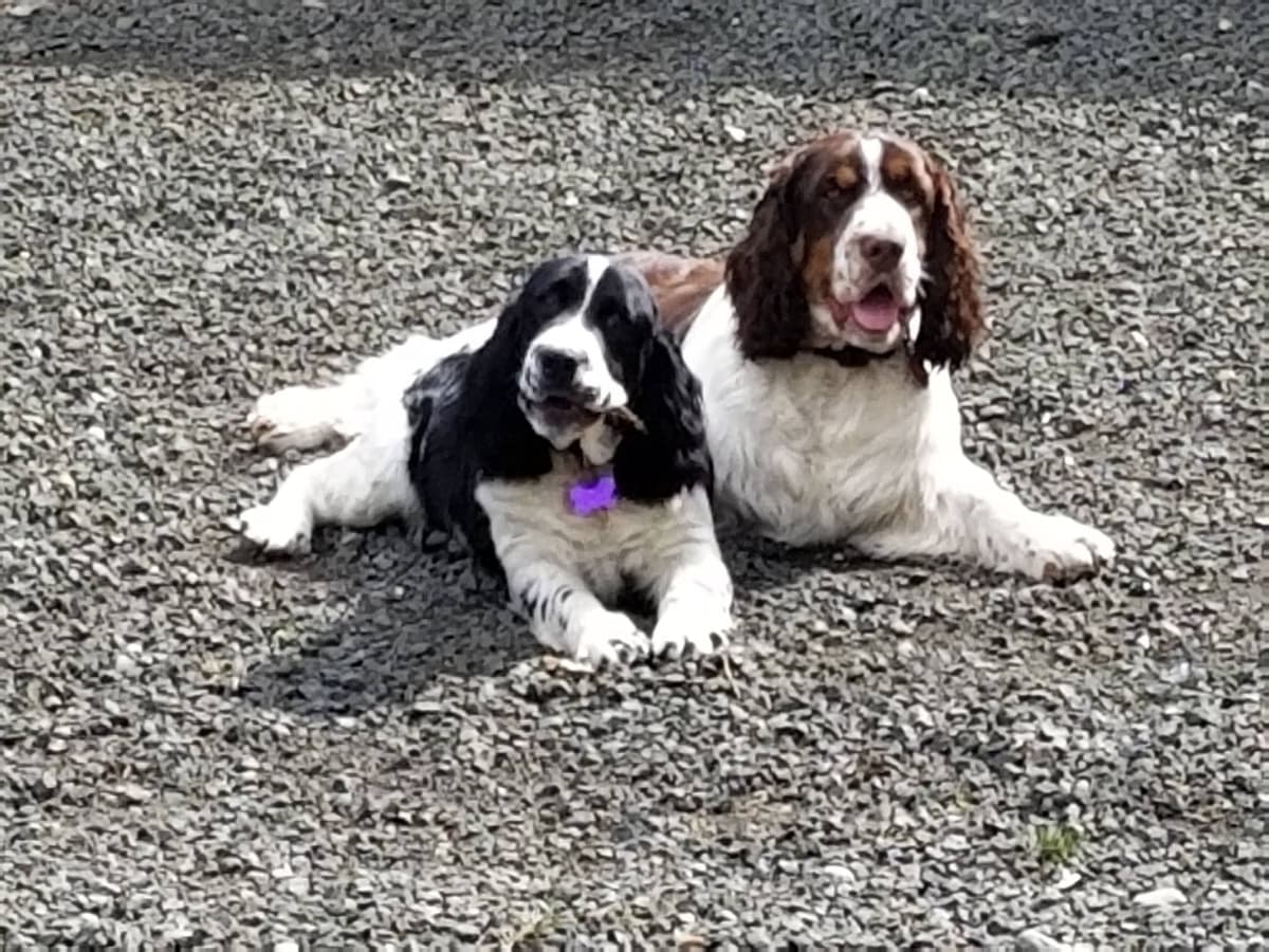 English Springer Spaniel Puppies breeder image 5