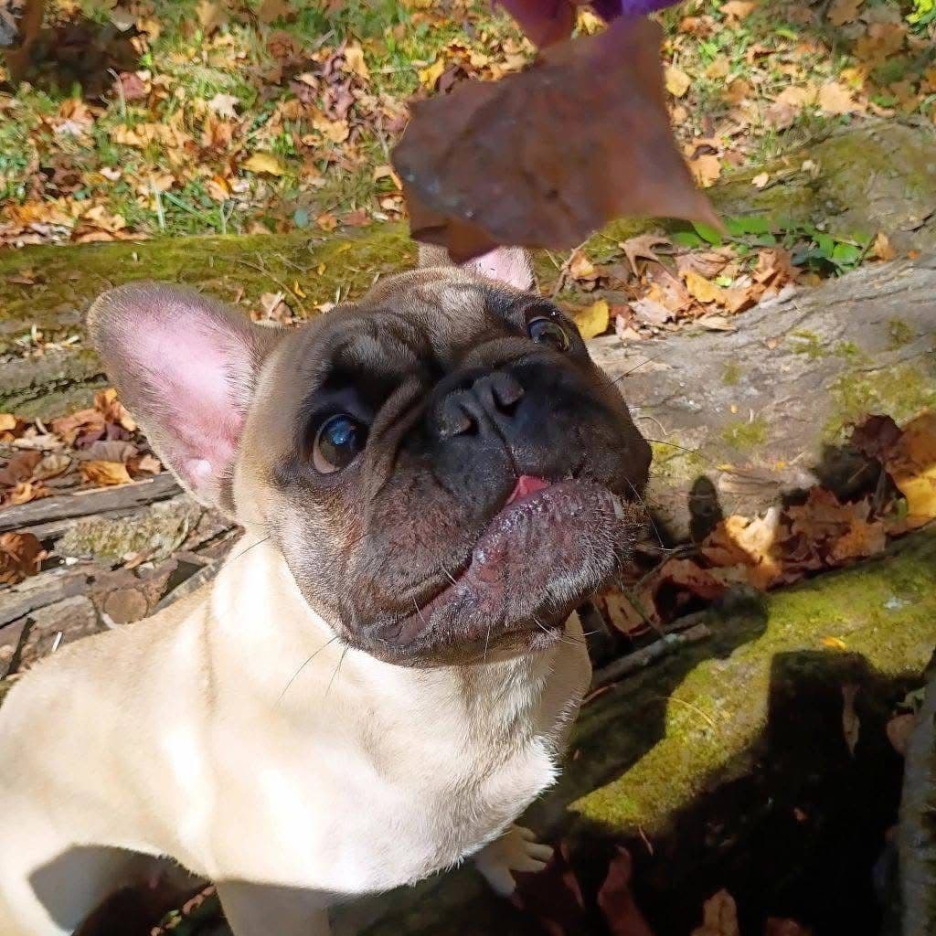 French Bulldog Puppies breeder image 1