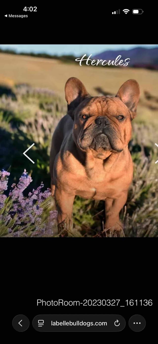 French Bulldog Puppies media 18