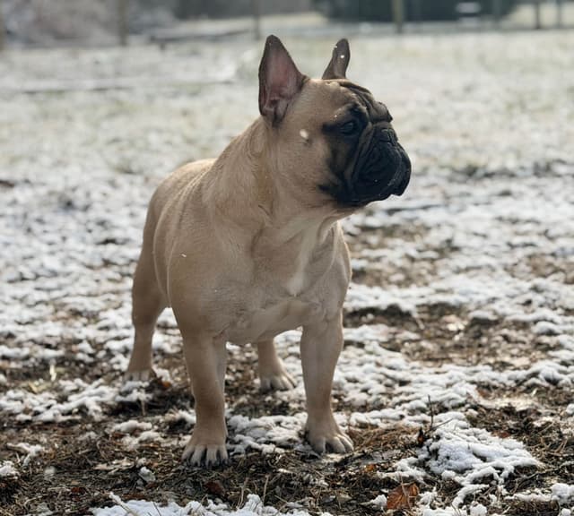 French Bulldog Puppies media 17