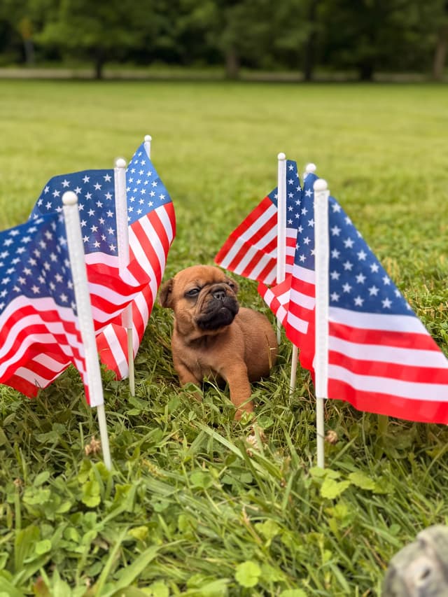 French Bulldog Puppies media 14
