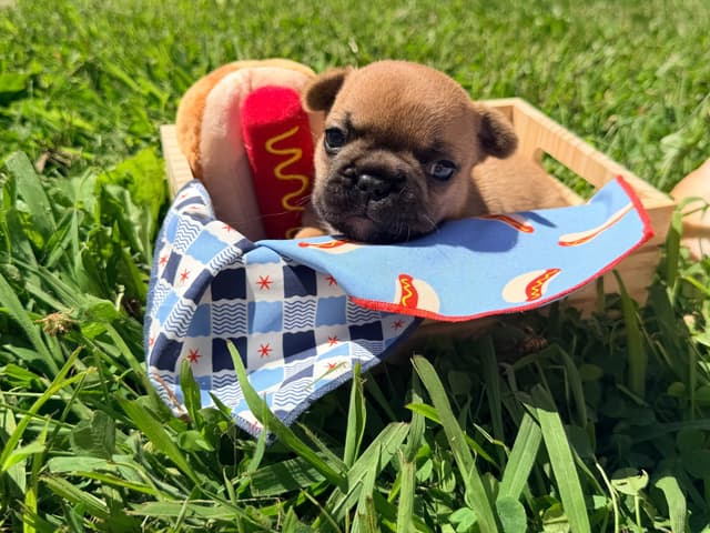 French Bulldog Puppies media 16