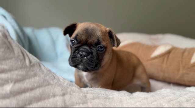 French Bulldog Puppies media 13