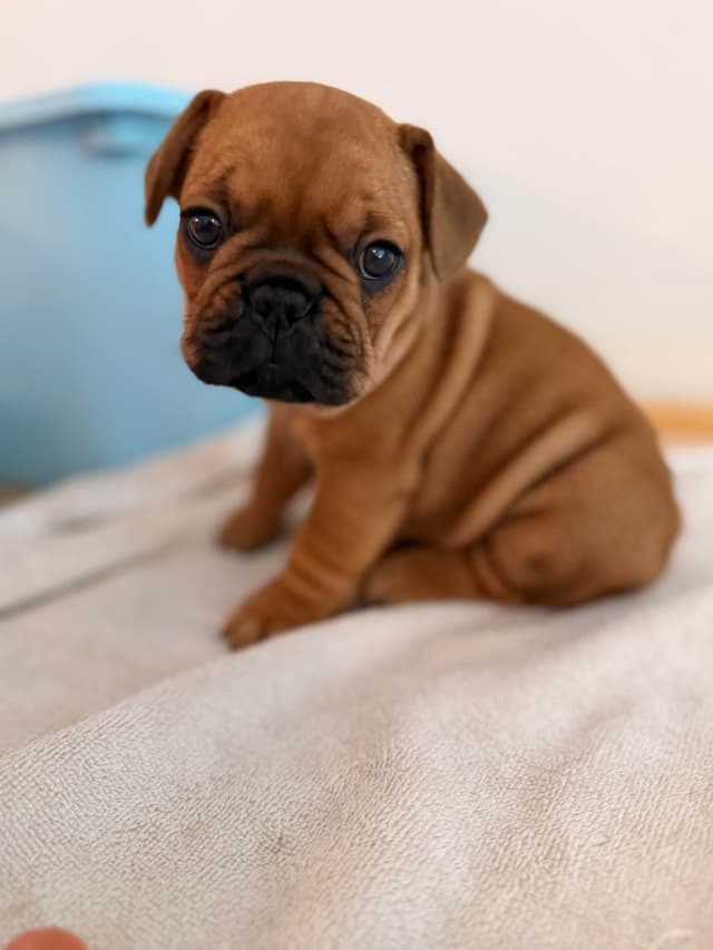 French Bulldog Puppies media 10
