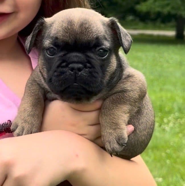 French Bulldog Puppies breeder image 2