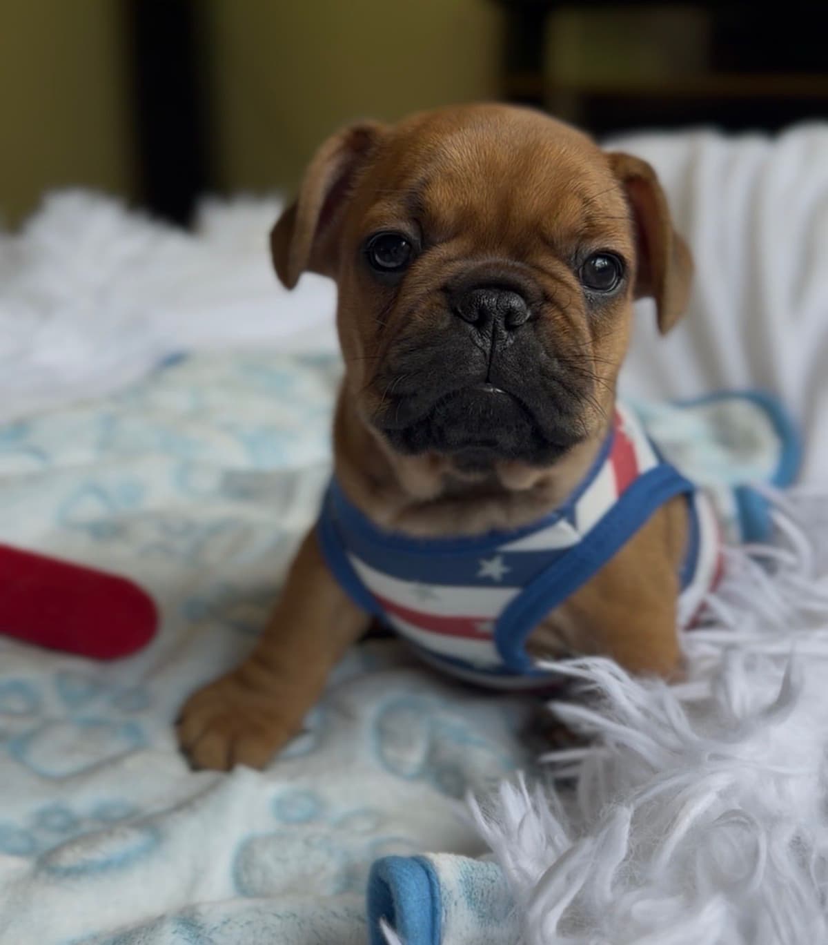 French Bulldog Puppies breeder image 5