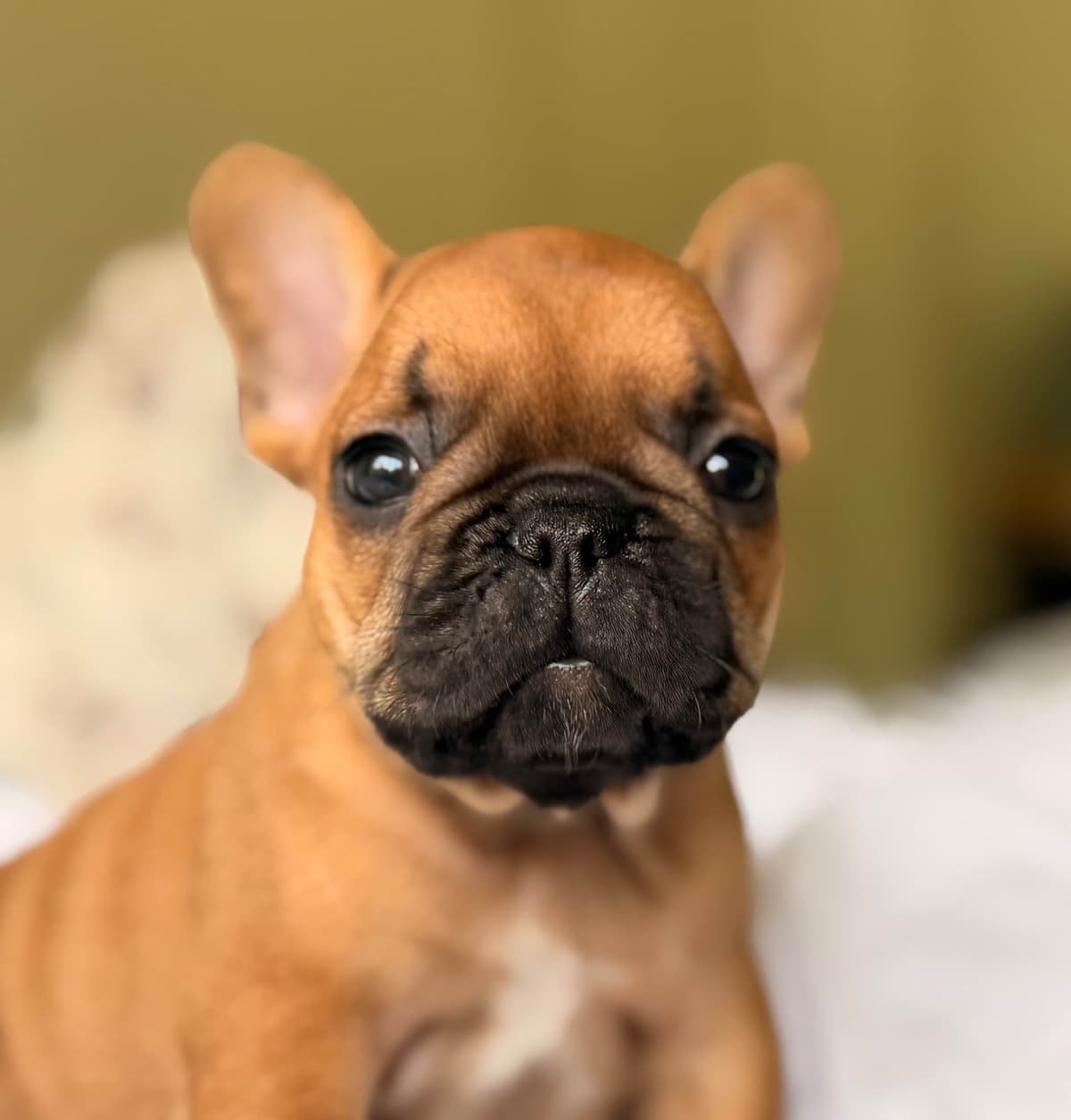 French Bulldog Puppies breeder image 6