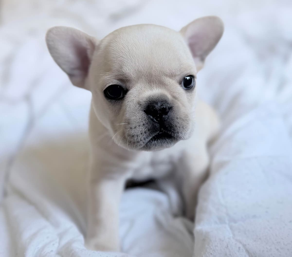 French Bulldog Puppies breeder image 7
