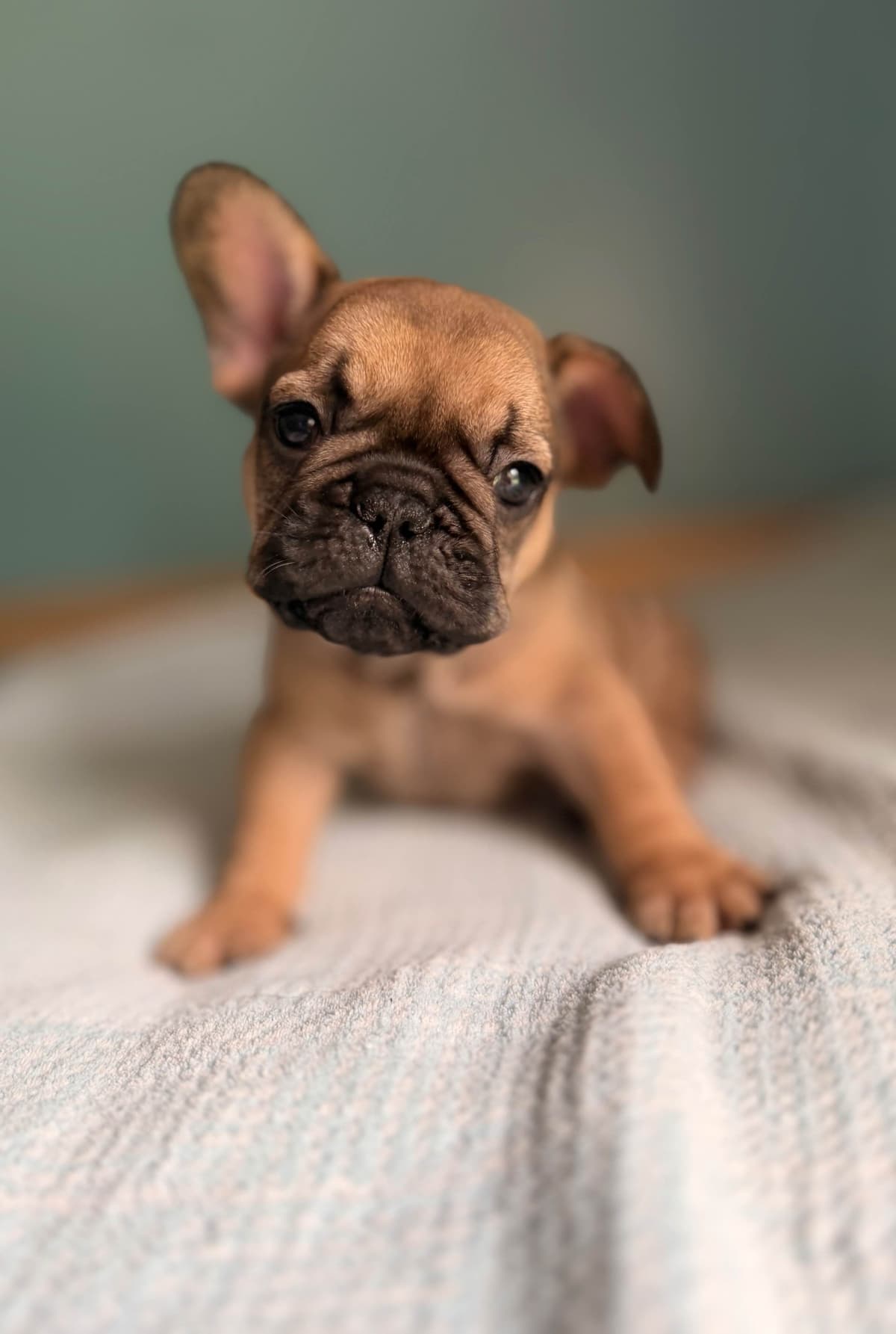 French Bulldog Puppies breeder image 8