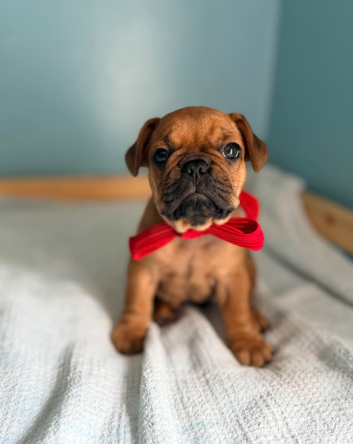 French Bulldog Puppies breeder image 10