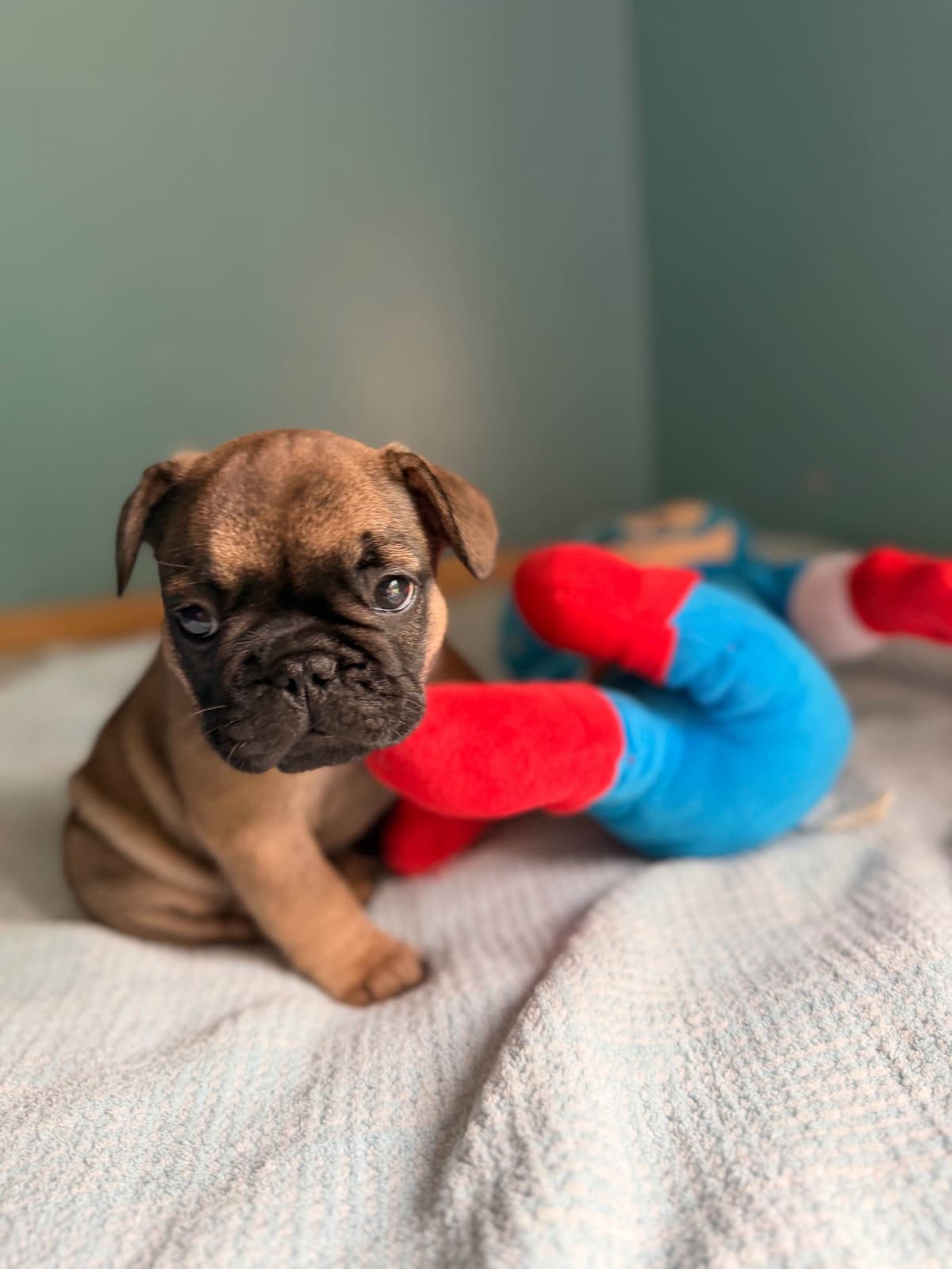 French Bulldog Puppies breeder image 11