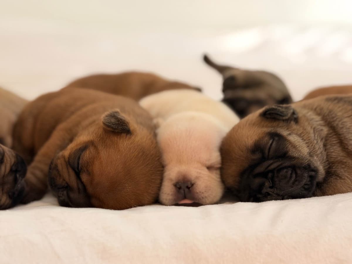 French Bulldog Puppies breeder image 12