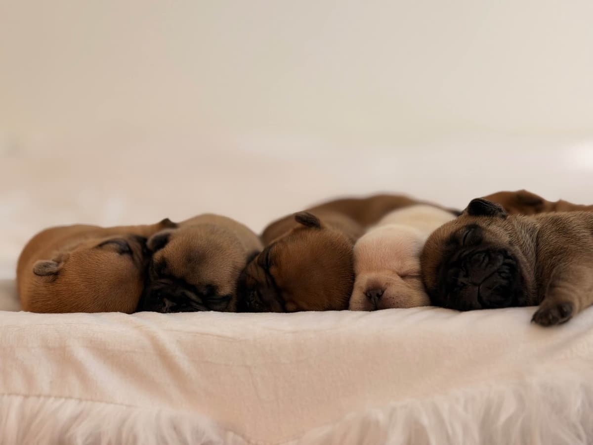French Bulldog Puppies breeder image 13