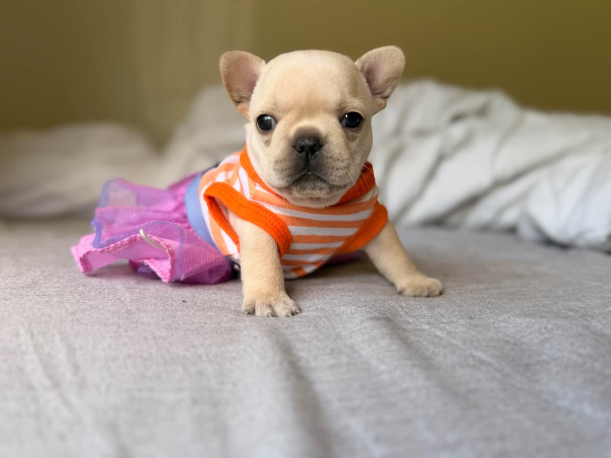 French Bulldog Puppies breeder image 14