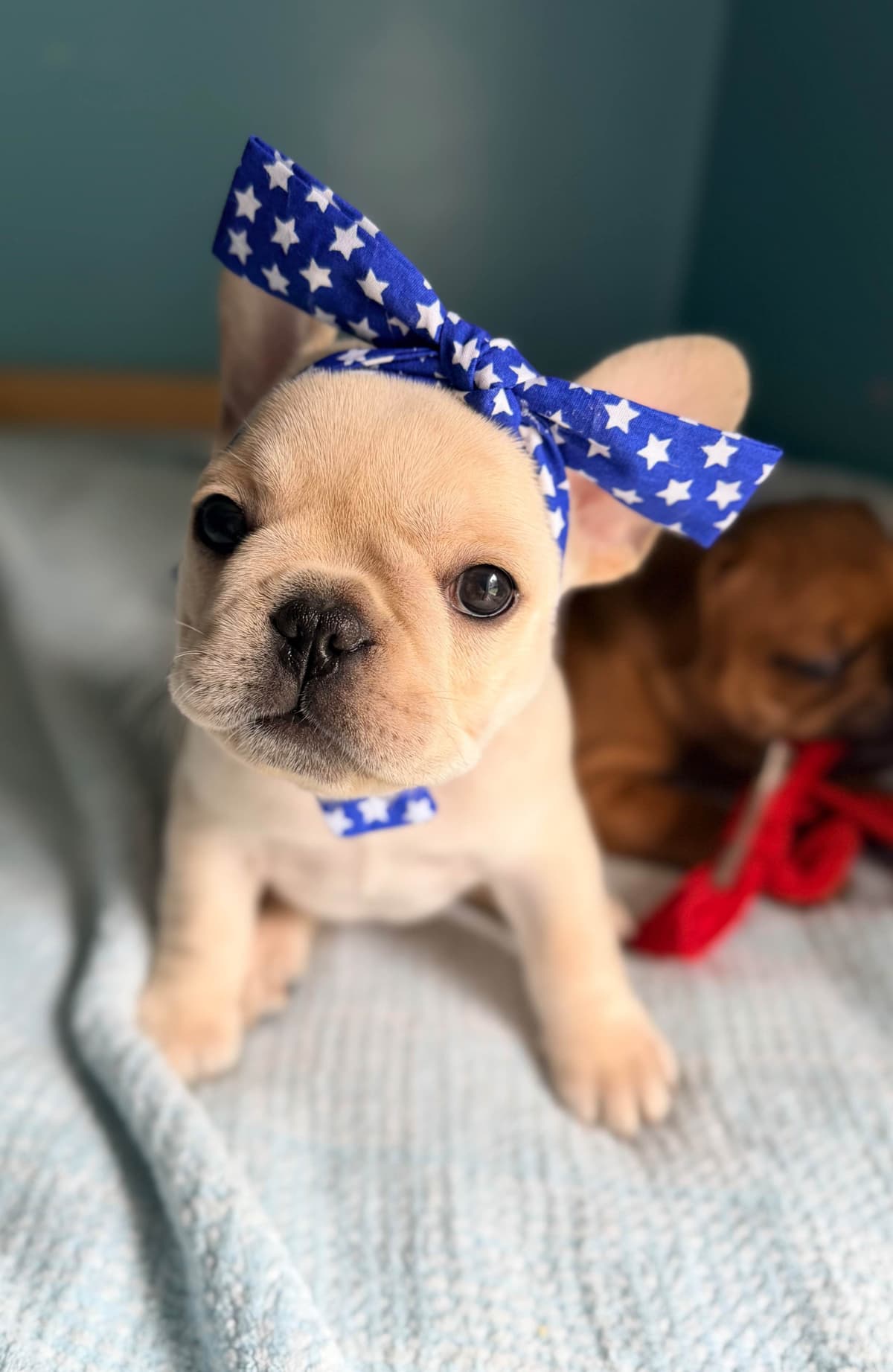 French Bulldog Puppies breeder image 17