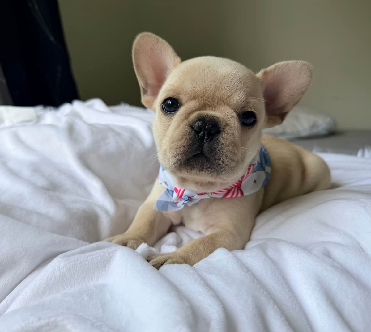 French Bulldog Puppies breeder image 16