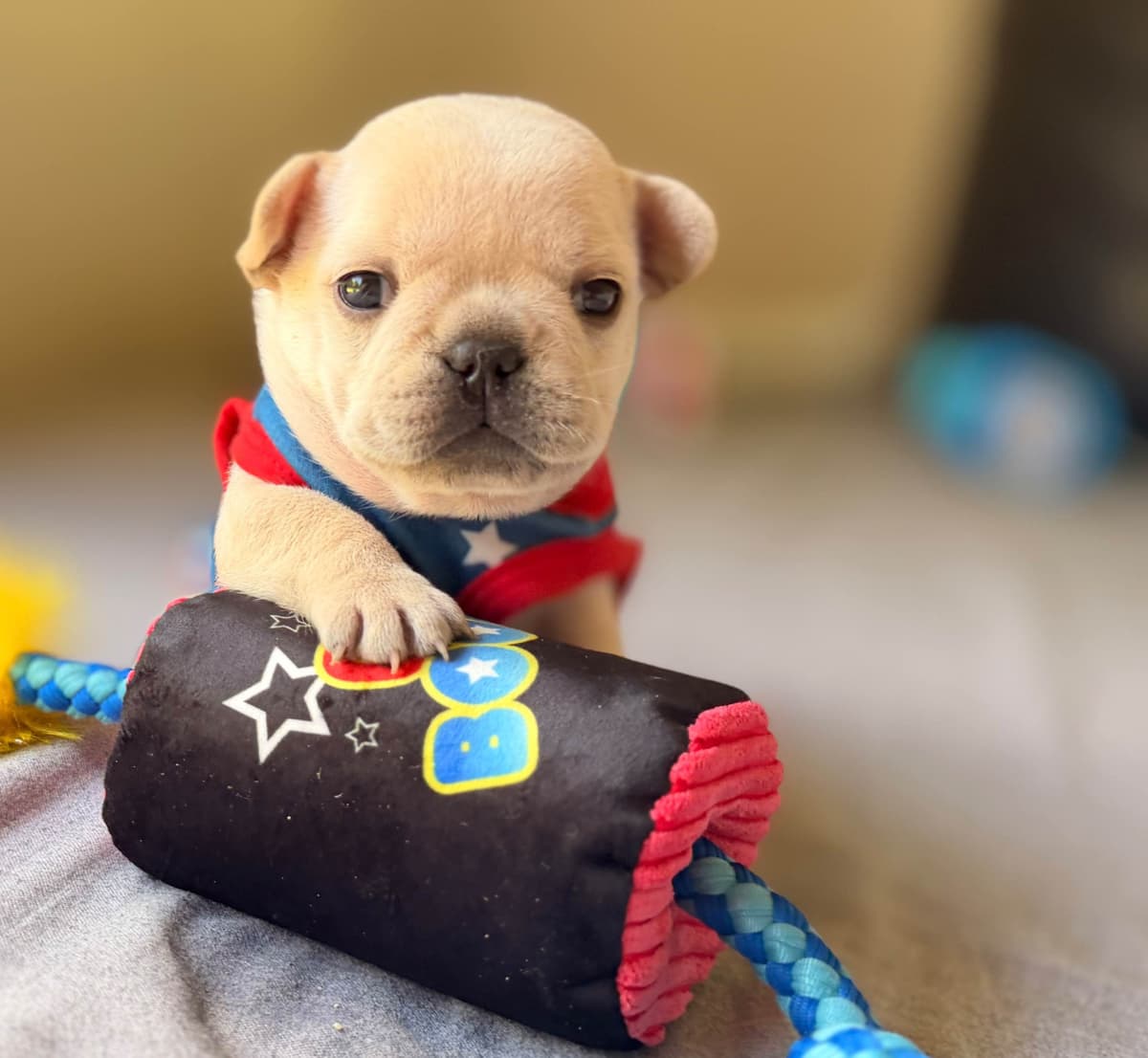 French Bulldog Puppies breeder image 18