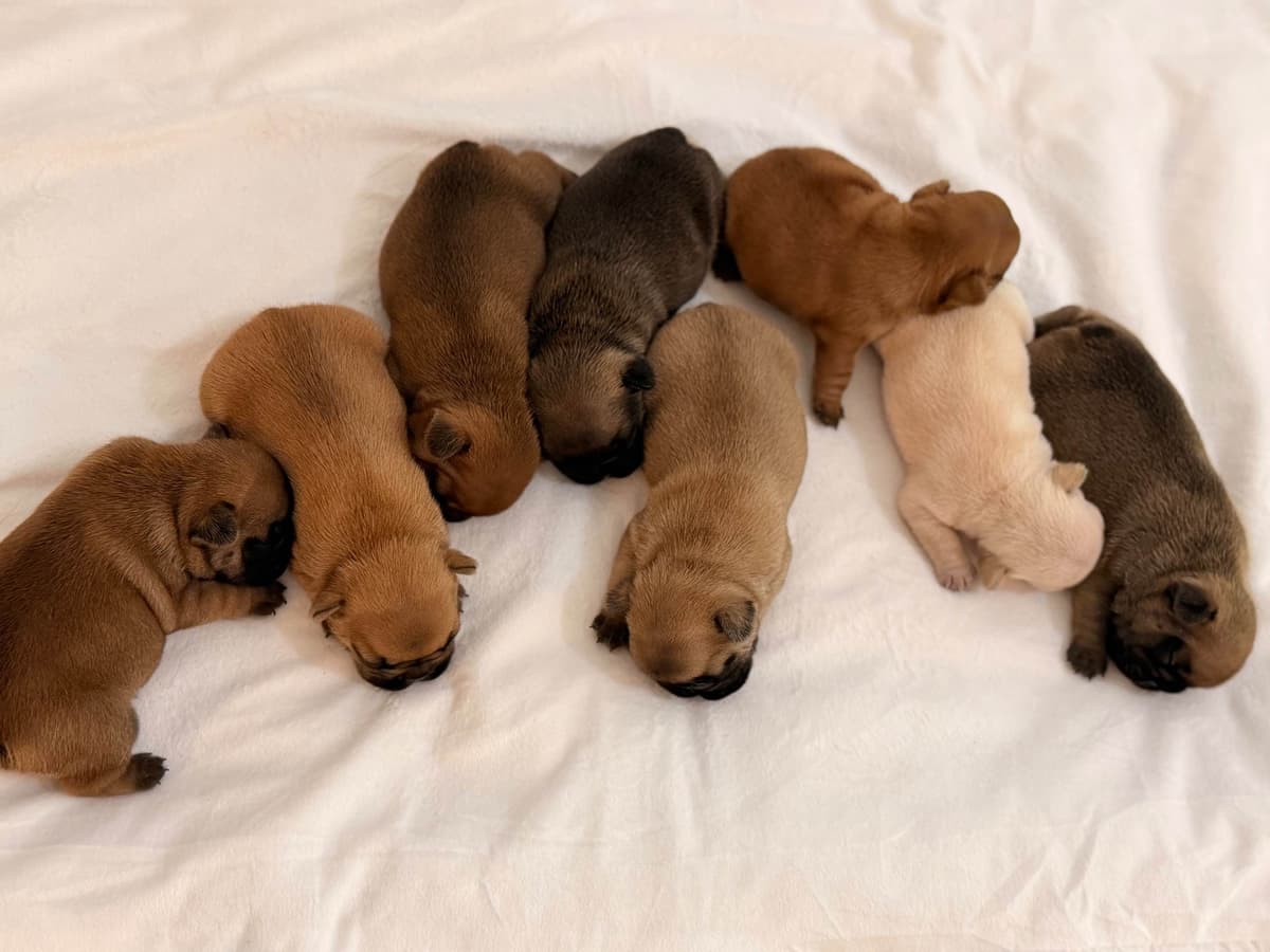 French Bulldog Puppies breeder image 19