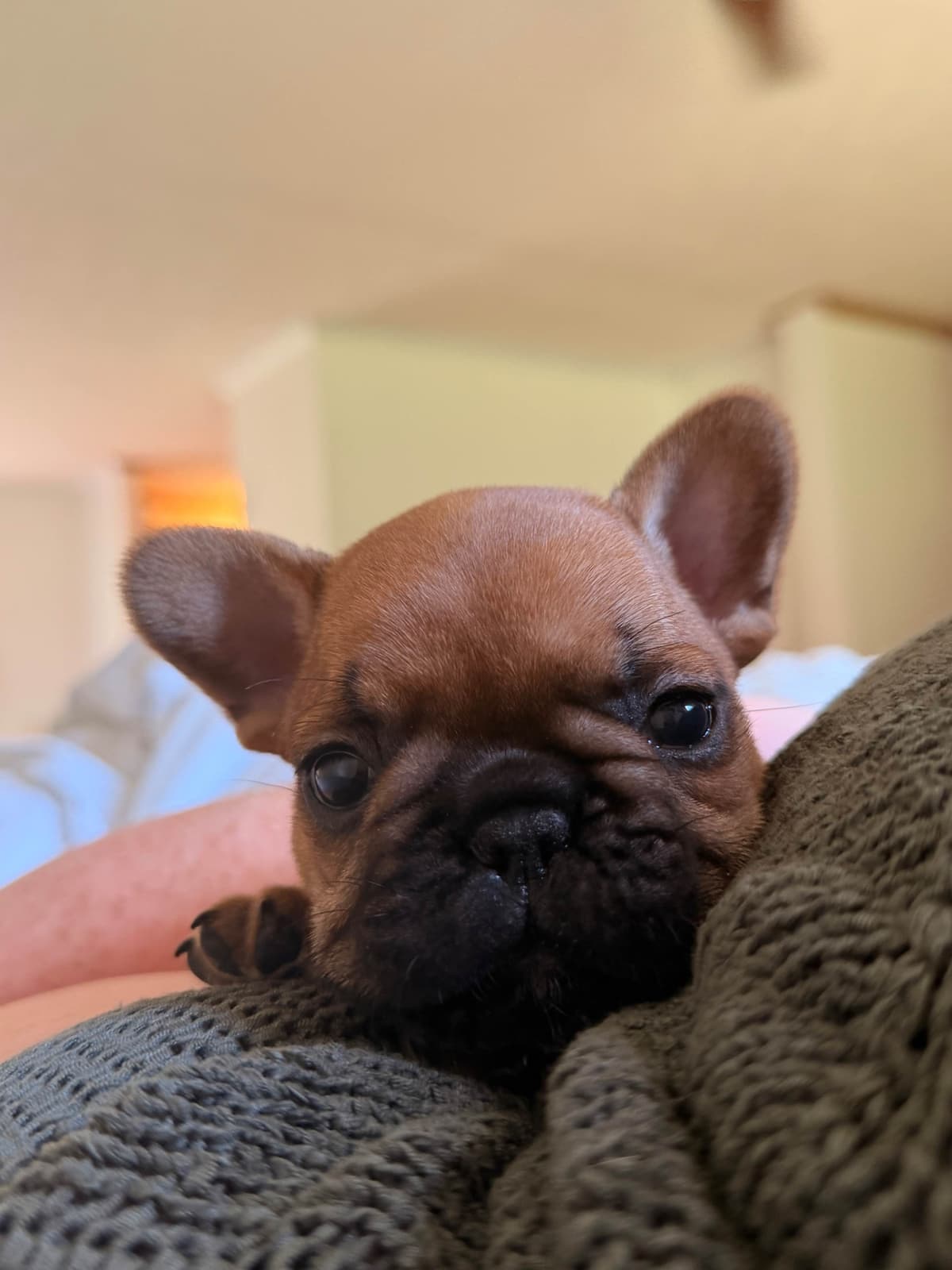 French Bulldog Puppies breeder image 21