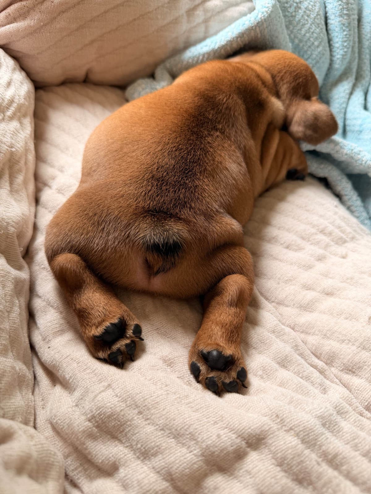 French Bulldog Puppies breeder image 24
