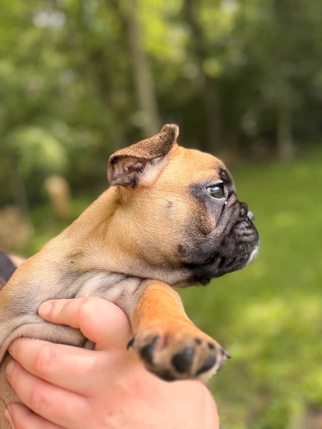 French Bulldog Puppies media 6