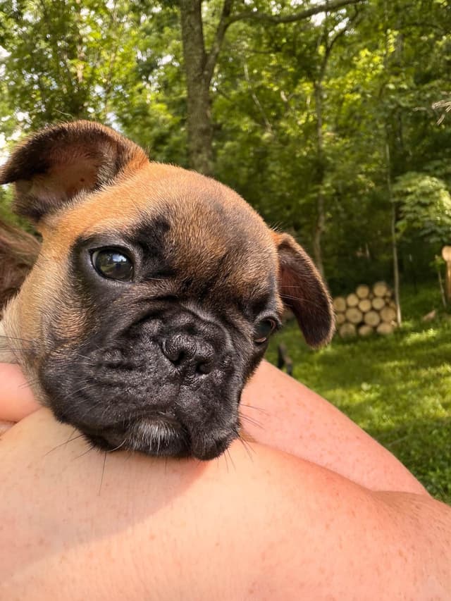 French Bulldog Puppies media 5