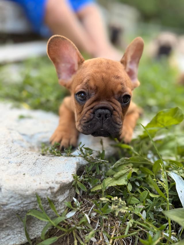 French Bulldog Puppies media 4