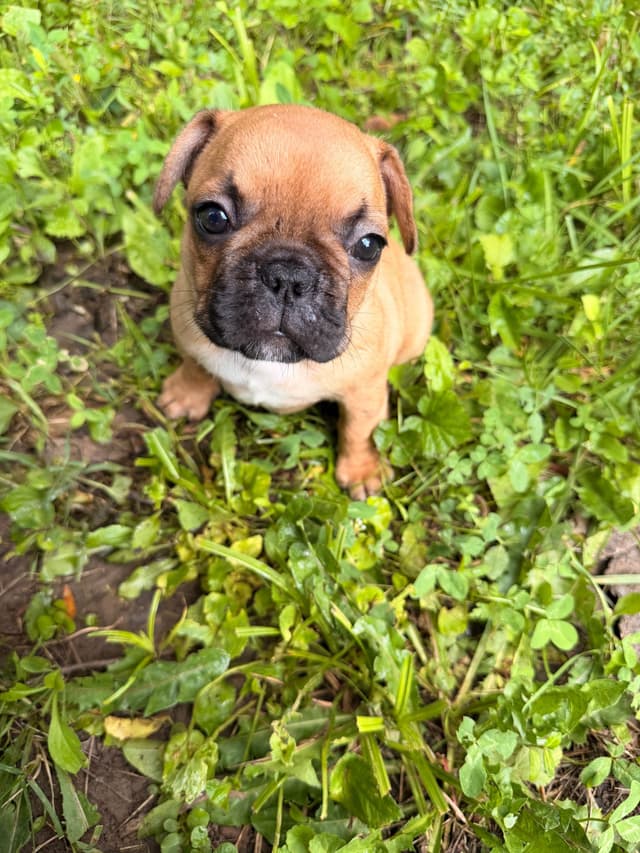 French Bulldog Puppies media 7