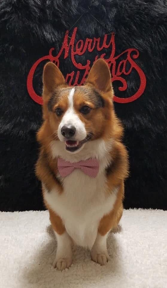 Pembroke Welsh Corgi Puppies breeder image 2