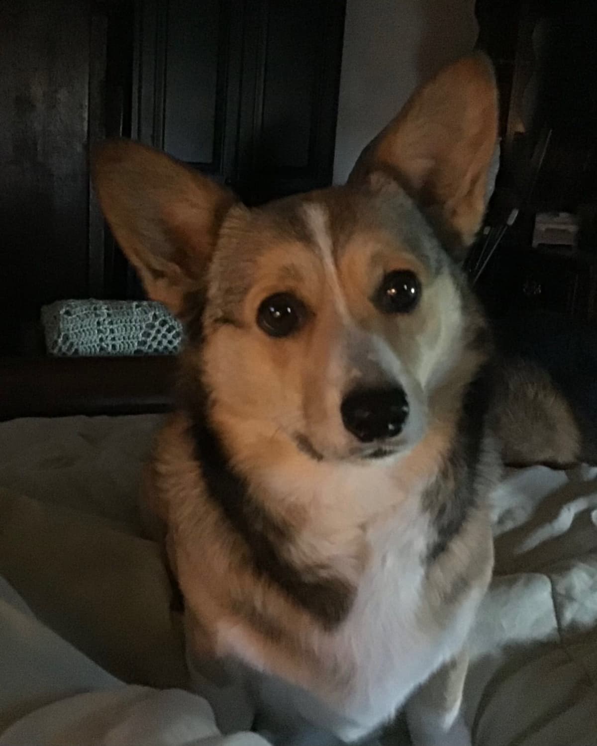 Pembroke Welsh Corgi Puppies breeder image 1
