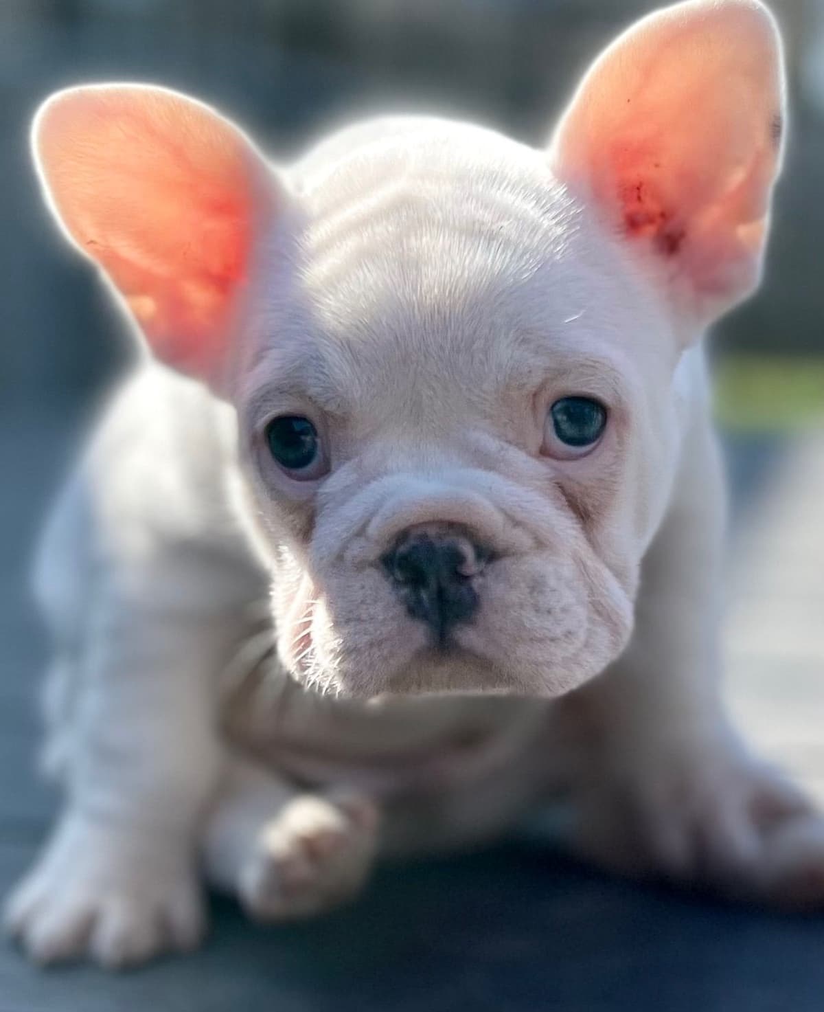 French Bulldog Puppies breeder image 1