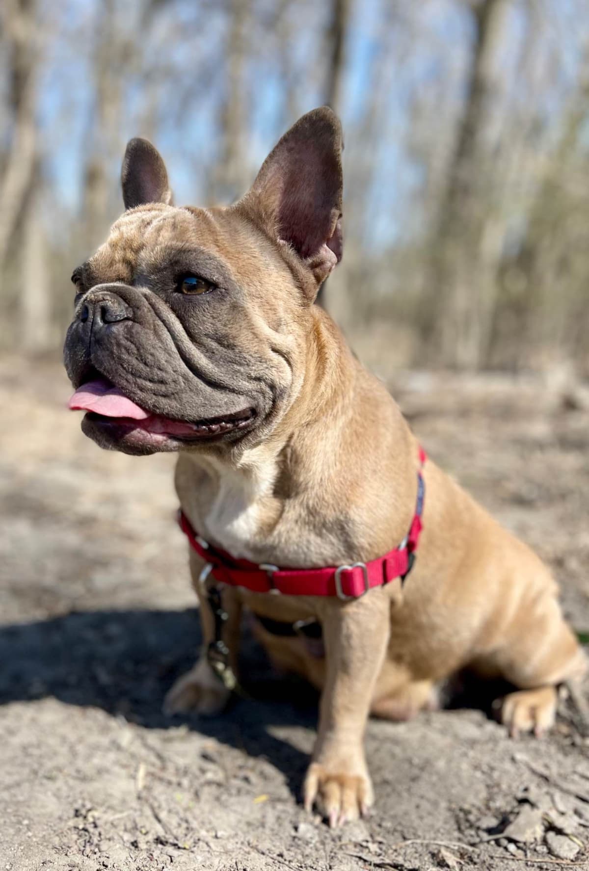French Bulldog Puppies breeder image 2