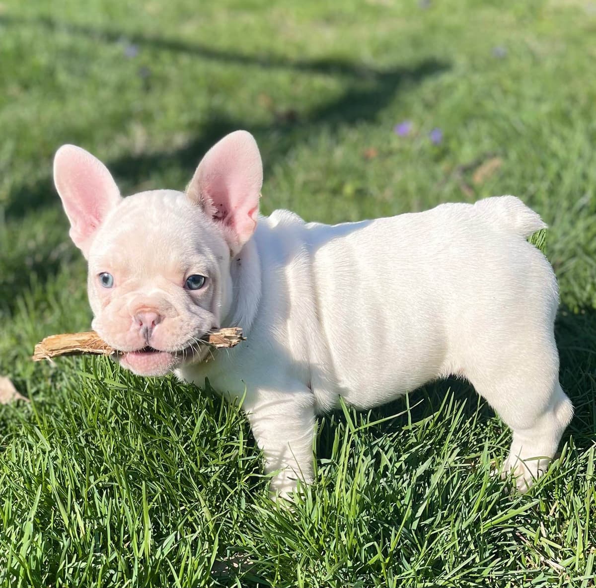 French Bulldog Puppies breeder image 3