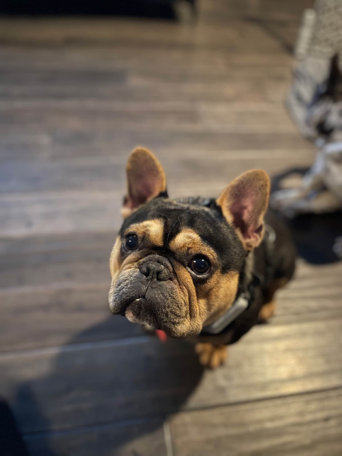 French Bulldog Puppies breeder image 4