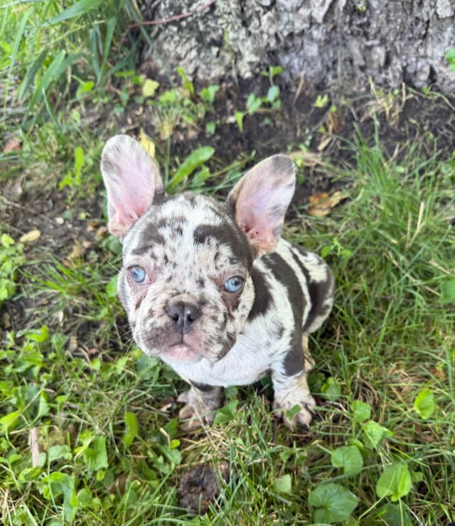 French Bulldog Puppies media 3