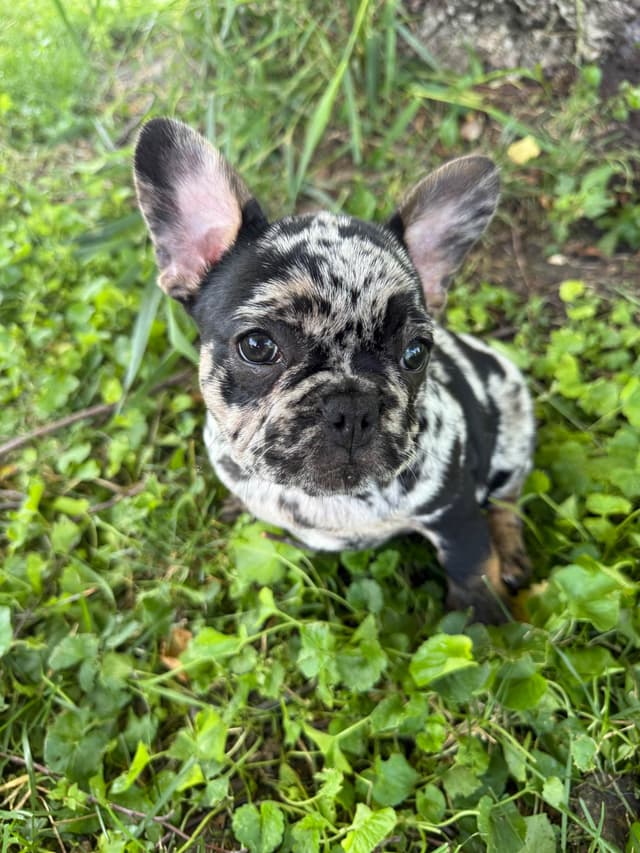 French Bulldog Puppies media 4
