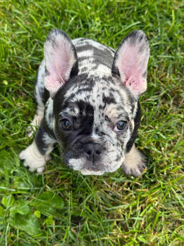 French Bulldog Puppies media 7