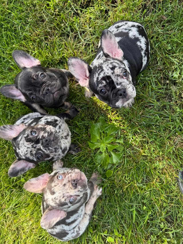 French Bulldog Puppies media 9
