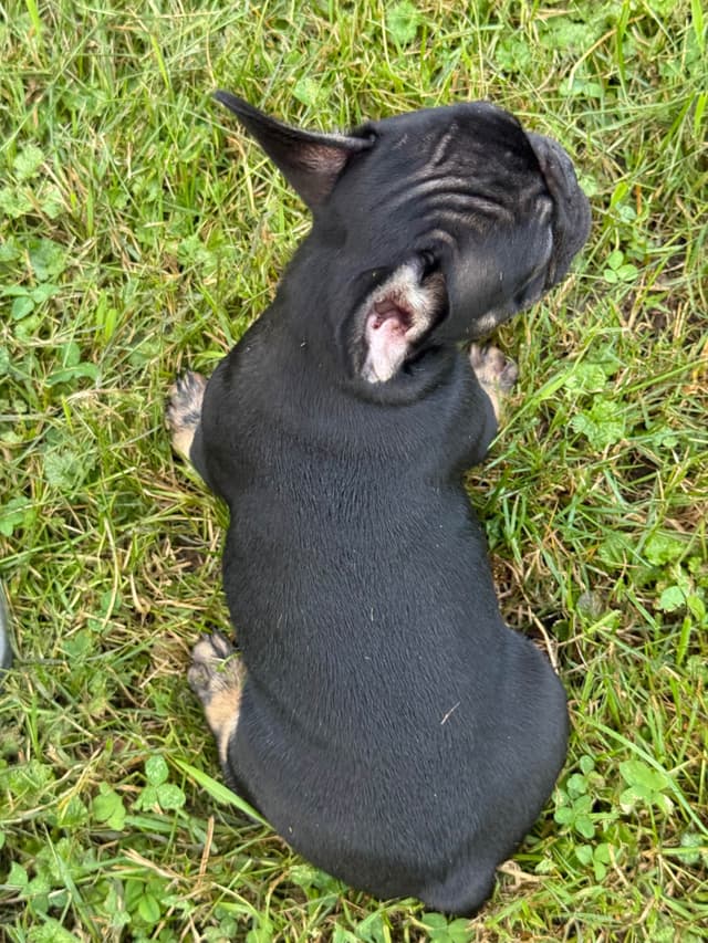 French Bulldog Puppies media 8